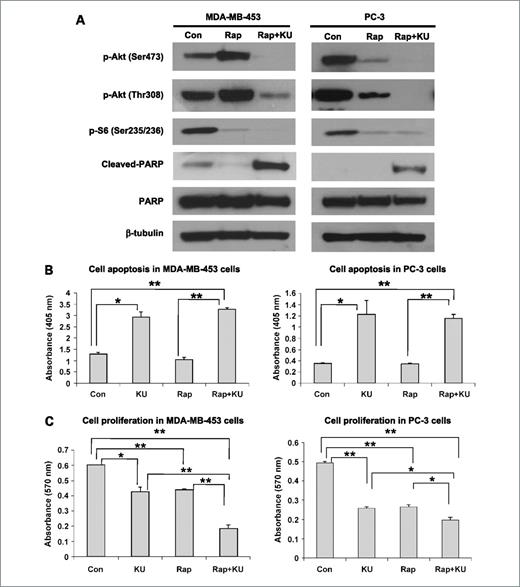Figure 6. The combination of KU-55933 (KU) with rapamycin leads to apoptosis that is not seen in cells treated with rapamycin alone. A, MDA-MB-453 and PC-3 cells were exposed to rapamycin (Rap; 20 nmol/L) or the combination of KU-55933 (10 μmol/L) and rapamycin (Rap+KU; 20 nmol/L) for 48 h in a serum-free medium. Both floating and attached cells were collected after treatment. Cells were lysed by TGN buffer, and cell lysates were subjected to SDS-PAGE and immunoblotting. Phospho-Akt at Ser473 and Thr308, phospho-S6 at Ser235/236, PARP, cleaved-PARP, and β-tubulin were detected. B, MDA-MB-453 and PC-3 cells were exposed to KU-55933 (10 μmol/L), rapamycin (20 nmol/L), or the combination of KU-55933 (10 μmol/L) and rapamycin (20 nmol/L) for 48 h in a serum-free medium. Both floating and attached cells were collected for detection of apoptosis by the cell death ELISA kit as described in Materials and Methods. Columns, mean of three replicates (*, P < 0.05; **, P < 0.01); bars, SEM. C, the combination of rapamycin with KU-55933 is more effective in inhibiting cell proliferation than KU-55933 or rapamycin alone. Cells were seeded in a 48-well plate and were treated with KU-55933 (10 μmol/L), rapamycin (20 nmol/L), or rapamycin (20 nmol/L) plus KU-55933 (10 μmol/L) for 2 d in a serum-free medium. Cell proliferation rate was then detected by MTT assay. Columns, mean of absorbance from three separate samples (*, P < 0.05; **, P < 0.01); bars, SEM.