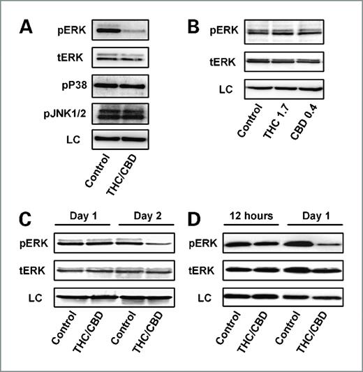 Figure 3. The combination treatment of Δ9-THC and cannabidiol specifically inhibits ERK activity. The effects of cannabinoids on mitogen-activated protein kinases were analyzed using Western analysis. A, U251 cells were treated with vehicle or a combination of Δ9-THC (1.7 μmol/L) and cannabidiol (0.4 μmol/L) for 3 d. Proteins were then extracted and analyzed for pERK, total ERK, pJNK1/2, and pP38 MAPK. B, U251 cells were treated with Δ9-THC (1.7 μmol/L) or cannabidiol (0.4 μmol/L) alone for 3 d and analyzed for pERK and total ERK. C, U251 cells were treated with vehicle or a combination of Δ9-THC (1.7 μmol/L) and cannabidiol (0.4 μmol/L) for 1 and 2 d. D, SF126 cells were treated with vehicle or a combination of Δ9-THC (1.6 μmol/L) and cannabidiol (1.1 μmol/L) for 12 h or 1 d. Either α-tubulin or β-actin was used as a loading control (LC). Blots are representative of at least three independent experiments.