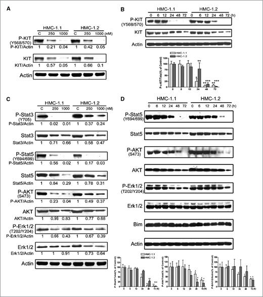 Figure 2. HHT decreases KIT protein levels and lowers the phosphorylation of KIT and its downstream target molecules. HMC-1.1 and HMC-1.2 cells were treated with HHT at concentrations of 250 and 1,000 nmol/L for 72 h. A and C, whole-cell lysates were subjected to Western blot analysis. B and D, HMC-1.1 and HMC-1.2 cells were exposed to 250 nmol/L HHT for 6 to 72 h, and immunoblots of cell lysates are shown. A and B, HHT dose and time dependently inhibited KIT at the protein level and caused dephosphorylation. C and D, HHT dose and time dependently inhibited the phosphorylation of the downstream targets of KIT. The immunoblots were quantified by densitometry. Levels of phosphorylation were normalized to the levels of relevant total protein or β-actin, and then normalized relative controls were incubated with DMSO-containing medium. The ratio number or the graphs under the immunoblots were based on three independent experiments. Columns, mean; bars, SE. *, P < 0.05; **, P < 0.01; ***, P < 0.0001, Student's t test, compared with relevant control counterpart. The levels of phospho-KIT, phospho-STAT5, phospho-Akt, and phospho-ERK1/2 relative to their relevant total proteins failed to exhibit significant difference between the two cell lines, although HMC-1.2 cells seemed to exhibit, to a lesser degree, reduction of activation of KIT signaling in comparison with HMC-1.1 cells.