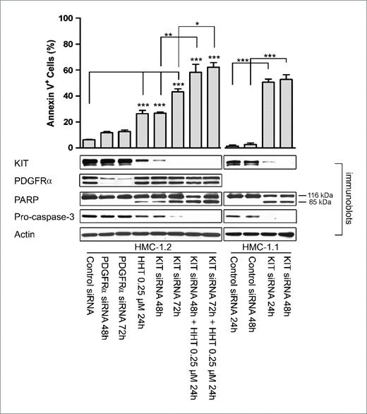 Figure 4. Silencing KIT induced apoptosis in human mast cells. HMC-1.2 (top left) and HMC-1.1 (top right) cells were transfected with KIT siRNA, control siRNA, or PDGFRα siRNA (unrelated control) and incubated for 48 to 72 h alone or in combination with 24-h treatment of 0.25 μmol/L HHT. Bottom, the levels of KIT, PDGFRα, PARP, and procaspase-3 were monitored by Western blot analysis; right, parallel samples were measured for apoptosis by flow cytometer after staining with Annexin V–PI. Results are representative of three independent experiments. Columns, mean; bars, SE. *, P < 0.05; **, P < 0.01; ***, P < 0.0001, Student's t test or one-way ANOVA, post hoc comparisons, Tukey's test.