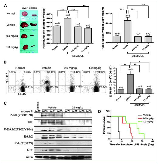 Figure 6. HHT prolongs the survival of ASM/MCL model in DBA/2 mice. A, left, morphologic characteristics of representative spleens and livers from normal mice and ASM/MCL mice treated with vehicle, 0.5 mg/kg HHT, and 1.0 mg/kg HHT on day 7 after injection of P815 cells. Middle and right, the bar charts show the ratio of spleen (or liver) to body (weight/weight). Columns, mean; bars, SE. **, P < 0.01; ***, P < 0.0001, Student's t test. B and C, the infiltration of mast cells (CD45+/CD117+) in ASM/MCL mouse model was abrogated by HHT treatment. B, mononuclear cells isolated from the spleens were assessed by flow cytometry for expression of the pan-leukocyte antigen CD45 and KIT (CD117) as markers of mast cells. C, lysates prepared from mononuclear cells were detected by Western blotting with the indicated antibodies. D, the Kaplan-Meier survival curves are shown.