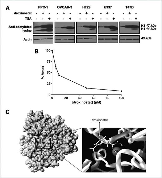 Figure 1. Droxinostat inhibits HDAC activity. A, PPC-1, OVCAR-3, HT29, U937, and T47D cancer cells were treated for 16 h with droxinostat (50 μmol/L), TSA (500 nmol/L), or buffer control. After incubation, total cellular proteins were isolated and analyzed by SDS-PAGE immunoblotting using antibodies against acetylated lysine and actin. B, extracts from HeLa cells were treated with increasing concentrations of droxinostat and deacetylase activity was measured using a fluorescent assay as described in Materials and Methods. Points, mean percent HDAC activity compared with extracts treated with buffer control from independent experiments done in triplicate; bars, SD. C, a virtual model of HDAC8 was constructed based on its known crystal structure. Docking of droxinostat into the binding pocket of HDAC8 was explored using the FlexX program with default, water-mediated binding parameters.