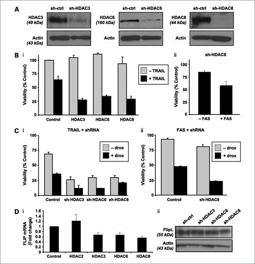 Figure 3. Genetic knockdown of HDAC3, HDAC6, and HDAC8 and sensitization to death receptor ligands. PPC-1 prostate cancer cells were infected with lentivirus containing shRNA control sequences or shRNA targeting HDAC3, HDAC6, or HDAC8, and populations of infected cells were selected. A, target knockdown was confirmed by SDS-PAGE immunoblotting using antibodies against HDAC3, HDAC6, and HDAC8 and actin. B, i, cells stably infected with shRNA targeting HDAC3, HDAC6, HDAC8, or control sequences were treated with TRAIL (50 ng/mL) or buffer control. After incubation for 16 h, cell growth and viability were measured by MTS assay. ii, cells stably infected with shRNA targeting HDAC8 or control sequences were treated with FAS (100 ng/mL) or buffer control. Columns, mean percent viability compared with cells infected with control shRNA and treated with buffer alone from independent experiments done in triplicate; bars, SD. C, i, cells stably infected with shRNA targeting HDAC3, HDAC6, HDAC8, or control sequences were treated with TRAIL (50 ng/mL) with or without droxinostat (40 μmol/L). After incubation for 16 h, cell growth and viability were measured by MTS assay. ii, cells stably infected with shRNA targeting HDAC8 or control sequences were treated with FAS (100 ng/mL) with our without droxinostat (40 μmol/L). Columns, mean percent viability compared with cells infected with control shRNA and treated with buffer alone; bars, SD. D, i, total cellular RNA was isolated from cells stably infected with shRNA targeting HDAC2, HDAC3, HDAC6, HDAC8, or control sequences. FLIP long mRNA expression was measured relative to 18S RNA by real-time reverse transcription-PCR. Columns, mean percent of FLIP/18S expression relative to controls (ΔΔCT normalization) from independent experiments done in triplicate; bars, SE. ii, total protein was isolated from PPC-1 cells, stably infected with shRNA targeting HDAC3, HDAC6, HDAC8, or control sequences, and analyzed by SDS-PAGE immunoblotting using antibodies against FLIP and actin.