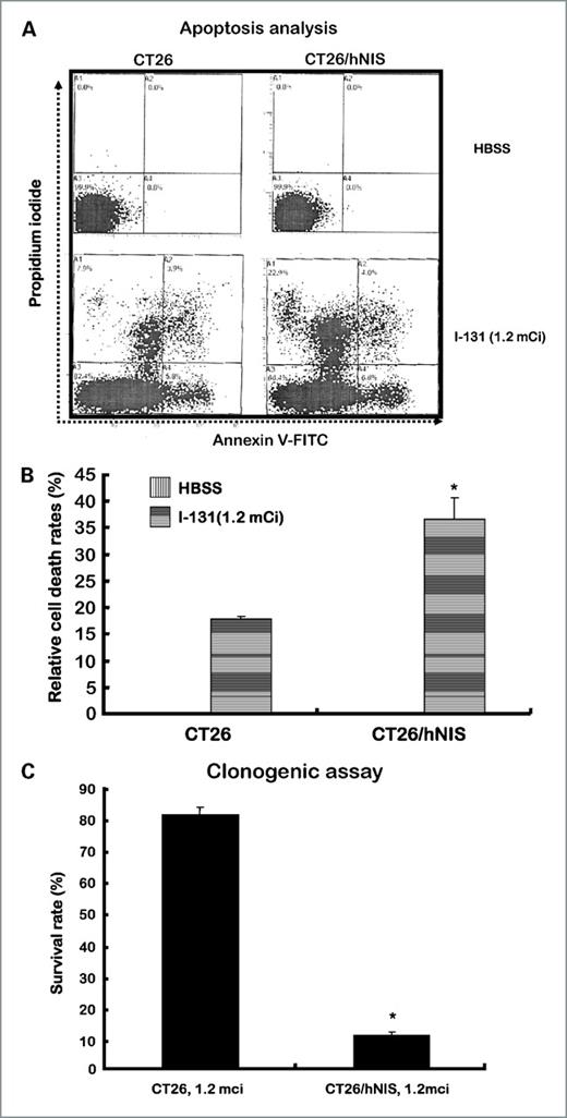Figure 3. Cancer cell growth inhibition in vitro. A, representative flow cytometry data. B, Y axis represents cell death (%); the early apoptotic portion was defined as AV+PI−, the intermediate apoptotic portion as AV+PI+, and late apoptotic portion as AV−PI−. C, in vitro clonogenic assay. Survival rates (%) are colony numbers in plates treated with radionuclide expressed as percentages of colony numbers in plates containing buffer only. The data shown are the means of experiments done in triplicate. Columns, means; bars, SDs. *, P < 0.001.