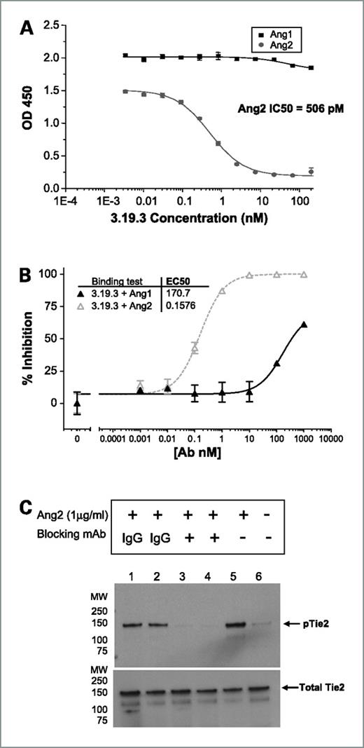Figure 1. Antibody 3.19.3 binds human Ang2 and blocks Tie2-mediated phosphorylation and downstream signaling. A, the ability of antibody 3.19.3 to selectively bind Ang2 in a competitive Tie2-Fc ELISA assay was determined with an IC50 value of 506 pmol/L, whereas Ang1 binding was essentially undetectable. B, inhibition of Ang2 binding to human Tie2 in a cell-based HEK293 assay. Antibody 3.19.3 was tested for the ability to block Ang2 interactions with Tie2 expressed on the cell surface using biotinylated human Ang1 or Ang2. Percentage of inhibition of binding was calculated as a fraction of the maximum signal obtained without antibody and suggested EC50 values of 150 pmol/L affinity to Ang2, whereas the Ang1 binding did not reach saturation up to concentrations of 1 μmol/L antibody. C, inhibition of Ang2-induced Tie2 phosphorylation in HEK293/Tie2 cells. IgG control antibody (lanes 1, 2) was compared alongside 3.19.3 (lanes 3, 4) for the ability to block recombinant Ang2 (1 μg/mL)–mediated Tie2 phosphorlylation at 2:1 molar ratios (lanes 1, 3) or 1:2 molar ratios (lanes 2, 4) corresponding to 1.35 μg/mL or 5.4 μg/mL antibody, respectively. Controls for maximal Ang2 induction are shown (lane 5) or no treatment (lane 6), indicating baseline pTie2 activity in this assay.