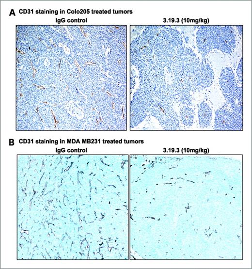 Figure 4. Inhibition of tumor angiogenesis after 3.19.3 treatment. A, immunohistochemistry of Colo205 tumors fixed and stained with anti-CD31 antibody after treatment to visualize endothelial cells and tumor blood vessel formation. Representative (20×) images of IgG controls or 3.19.3 treatment (after 4 doses of 10 mg/kg) are shown, and quantitative image analysis indicated a 64% overall reduction in CD31 staining relative to controls. B, immunohistochemistry analysis of orthotopic MDA MB231-treated tumors stained with anti-CD31 antibody. Representative (10×) images of IgG controls or 3.19.3 treatment are shown, and quantitative image analysis (Supplementary Fig. S5) indicated a 40% reduction in CD31 staining from IgG-treated controls.