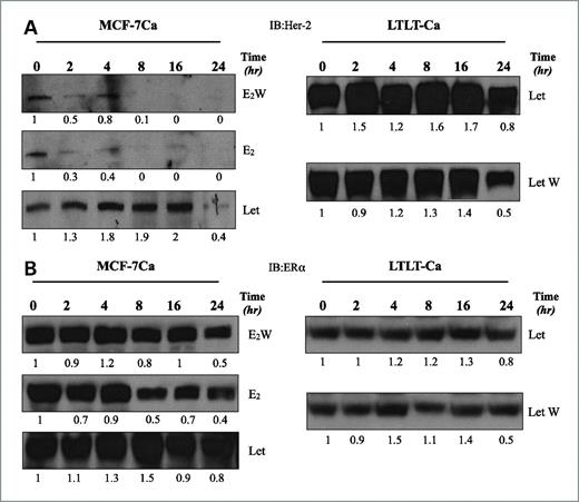 Figure 4. A, half-life of Her-2 in MCF-7Ca and LTLT-Ca cells. The cells were treated with actinomycin D and cyclohexamide (5 μmol/L each) to inhibit new protein synthesis. The cells were either subjected to E2W or treated with E2 (10 nmol/L) or letrozole (1 μmol/L). Cell lysates were made as described in Materials and Methods. Protein (50 μg) was analyzed by Western blotting to measure relative Her-2 protein levels. Left, MCF-7Ca cells; right, LTLT-Ca cells. Each lane corresponds to treatment time in hours. B, half-life of ERα in MCF-7Ca and LTLT-Ca cells. The cells were treated with actinomycin D and cyclohexamide (5 μmol/L each) to inhibit new protein synthesis. The cells were either subjected to E2W or treated with E2 (10 nmol/L) or letrozole (1 μmol/L). Cell lysates were made as described in Materials and Methods. Protein (50 μg) was analyzed by Western blotting to measure relative ERα protein levels. Left, MCF-7Ca cells; right, LTLT-Ca cells. Each lane corresponds to treatment time in hours.