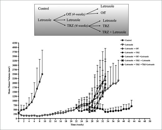 Figure 5. Tumor volumes of MCF-7Ca xenografts. Xenografts of MCF-7Ca cells were grown in mice as described in Materials and Methods. After the tumors reached 300 mm3, mice were randomized as shown in the schematic. The tumor volumes were measured weekly. Top, schematic representation of the treatment schedule.