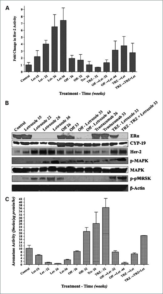 Figure 6. A, Her-2 activity in the letrozole-resistant MCF-7Ca xenografts in Fig. 5. Xenografts of MCF-7Ca cells were grown in mice as described in Materials and Methods. After the tumors reached 300 mm3, mice were treated with letrozole at 10 μg/d for 22 wk. At this time, the mice were randomized as described in the legend to Fig. 5. The tumors were collected at autopsy and Her-2 activity was measured by ELISA. B, Western blot analysis of the three letrozole-resistant MCF-7Ca xenografts in Fig. 5. Xenografts of MCF-7Ca cells were grown in mice as described in Materials and Methods. After the tumors reached 300 mm3, mice were treated with letrozole at 10 μg/d for 22 wk. At this time, the mice were randomized as described in the legend to Fig. 5. The tumors were collected at autopsy and protein expression was analyzed by Western immunoblotting. C, aromatase activity in the letrozole-resistant MCF-7Ca xenografts in Fig. 5. Xenografts of MCF-7Ca cells were grown in mice as described in Materials and Methods. After the tumors reached 300 mm3, mice were treated with letrozole at 10 μg/d for 22 wk. At this time, the mice were randomized as described in the legend to Fig. 5. The tumors were collected at autopsy and aromatase activity was measured by radiometric 3H2O release assay.