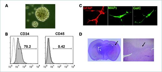 Figure 1. Characterization of human glioma-associated cancer-initiating cells. A, a representative image of neurospheres from one glioma-associated cancer-initiating cell is shown. B, the glioma-associated cancer-initiating cells were surface stained with antibodies to CD133, CD34, and CD45. Representative fluorescence-activated cell sorting histogram plots for CD133+ cells are shown for target staining (shaded line) with associated isotype controls (gray line). Percentages of the positive populations are shown. C, after 7 d of culture in differentiating medium, the glioma-associated cancer-initiating cells differentiated into GFAP+ astroglial lineage cells, mouse anti-microtubule associate protein 2+ neuronal lineage cells, and galactosylceramidase+ oligodendroglial lineage cells (magnification, ×40), indicating that the glioma-associated cancer-initiating cells have multipotent differentiation potential. D, a representative image of a glioma-associated cancer-initiating cell xenografted into the frontal lobe of a nude mouse. The tumor that developed from the glioma-associated cancer-initiating cell caused enlargement of the brain and were diffusely infiltrative (arrow on right), including into white matter tracts such as the corpus callosum (arrow on left).