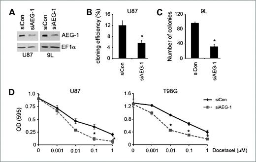 Figure 4. AEG-1 siRNA (siAEG-1) significantly inhibits cloning efficiency, cell growth, and invasion of glioma cells. A, knockdown of AEG-1 by siRNA in glioma cells. EF1α was used as an internal control to ascertain equal loading. B, AEG-1 siRNA inhibits cloning efficiency of U87 human glioma cells. *, P < 0.05 versus control siRNA–treated (siCon) cells. C, knockdown of AEG-1 by siRNA inhibits colony formation in monolayer of 9L rat gliosarcoma cells. *, P < 0.05 versus control siRNA–treated cells. D, knockdown of AEG-1 increases the sensitivity of U87 and T98G to a chemotherapeutic, docetaxel. Cell viability was evaluated by MTT assay. *, P < 0.05 versus control siRNA–treated cells.