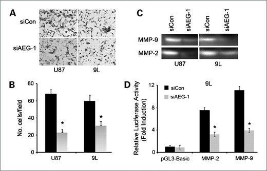 Figure 5. AEG-1 inhibition by siRNA decreases Matrigel invasion of glioma cells by modulating MMP-2 and MMP-9. A, U87 and 9L cells were transfected with either control siRNA (siCon) or AEG-1 siRNA (siAEG-1), and then 5 × 104 cells were seeded onto the upper chamber of a Matrigel invasion chamber system in the absence of serum. Twenty hours after seeding, the filters were fixed, stained, and photographed. B, quantitation of the invasion assay. Columns, mean of three independent experiments. *, P < 0.05 versus control siRNA–treated cells. C, zymography analyses of MMP-2 and MMP-9 activities in supernatants collected from control or AEG-1 siRNA–treated U87 and L9 glioma cells. D, 9L cells were transfected with either control or AEG-1 siRNA. The next day, cells were transfected with pGL3-Basic, pGL3-MMP-2 promoter or pGL3-MMP-9 promoter, and pSV-β-galactosidase vectors, and 48 h later, luciferase and β-galactosidase activities were determined as described in Materials and Methods. Values are presented as fold normalized activity relative to that of empty vector pGL3-Basic taken as 1. Columns, mean of three independent experiments; bars, SEM. *, P < 0.05 versus control siRNA–treated cells.
