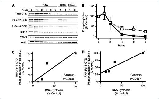 Figure 3. Effect of 8-amino-adenosine on RNA polymerase II. A, immunoblot of MM.1S cells treated with 10 μmol/L 8-amino-adenosine (8AA), 50 μmol/L DRB, and 3 μmol/L flavopiridol (Flavo) for the times indicated. B, quantitation of the effect of 8-amino-adenosine on the phosphorylation at Serine-2 (▪) and Serine-5 (□). Phosphorylation was normalized to the total RNA polymerase II CTD protein and actin protein. C and D, relationship between RNA synthesis decline and RNA polymerase II phosphorylation at Serine-2 and Serine-5. Data obtained from B and Fig. 1A were plotted to determine the correlation.