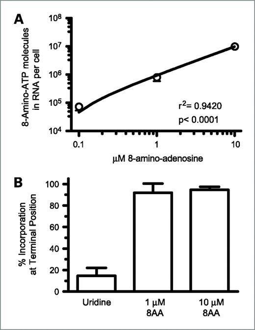 Figure 4. RNA incorporation of 8-amino-adenosine. A, dose-dependent incorporation of 8-amino-adenosine in RNA of whole cells. Cells were treated with 0.1, 1, and 10 μmol/L 8-amino-adenosine for 1 h. Incorporation was measured as described in Materials and Methods. B, percentage of [3H]uridine or [3H]8-amino-adenosine incorporation into RNA at a terminal position. Cells were incubated with 1 and 10 μmol/L 8-amino-adenosine for 2 h. RNA was isolated and digested to determine incorporation position of uridine or 8-amino-adenosine molecules as described in Materials and Methods.