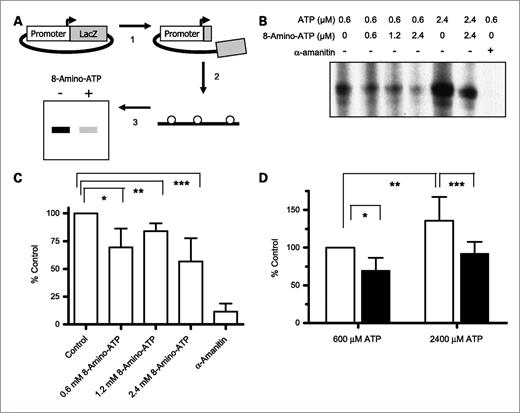 Figure 5. Effect of 8-amino-ATP on in vitro transcription. A, schema of Assay. Step 1: the α-fetoprotein 7 plasmid was linearized by restriction enzyme digest and dephosphorylated. Step 2: in vitro transcription reaction was done using [α-32P]UTP to label nascent RNA. Step 3: nascent RNA was purified and separated by gel electrophoresis. B, effect of various concentrations of 8-amino-ATP and ATP on in vitro transcription of 250 nucleotide RNA product. Experiments were done as described in schema. C, quantitation and normalization of the in vitro transcription reactions with 0.6 μmol/L ATP and various concentrations of 8-amino-ATP or the known RNA synthesis inhibitor α-amanitin. D, quantitation and normalization of the reactions with 0.6 or 2.4 μmol/L ATP with or without an equal concentration of 8-amino-ATP.