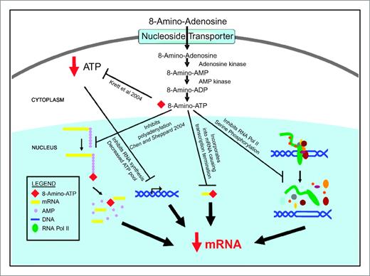 Figure 6. Model for 8-amino-adenosine–mediated multiple effects on transcription. 8-Amino-adenosine inhibits transcription by inducing a rapid decline in the ATP pool, decreasing the phosphorylation at the CTD of RNA polymerase II, causing mRNA transcript termination, and inhibiting polyA tail elongation on the incorporation of 8-amino-ATP at the 3′-terminus.