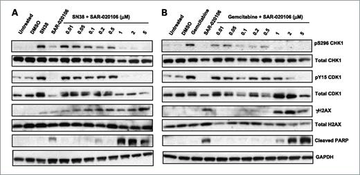 Figure 4. Effect of SAR-020106 on SN38 and gemcitabine-induced biomarker changes in SW620 colon cancer cells. A, cells were treated with SN38 (100 nmol/L) alone, with SAR-020106 alone (5 μmol/L), or with a fixed concentration of SN38 (100 nmol/L) in combination with increasing concentrations of SAR-020106 for 24 h. B, cells were treated with gemcitabine (20 nmol/L) alone, with SAR-020106 alone (5 μmol/L), or with a fixed concentration of gemcitabine in combination with different concentrations of SAR-020106 for 24 h. SAR-020106 was administered 1 h before the cytotoxic agent. Protein expression was characterized by Western blotting using 50 μg samples per lane as described in Materials and Methods. CHK1 phosphorylated at S296 (PS296) was used as a biomarker of CHK1 inhibition, pY15 CDK1 as a downstream biomarker of CHK1 inhibition, and pS139 (γ) H2AX and cleaved PARP as biomarkers of DNA damage and apoptosis, respectively. Glyceraldehyde-3-phosphate dehydrogenase (GAPDH) was used as a loading control. Similar results were obtained in repeat experiments.