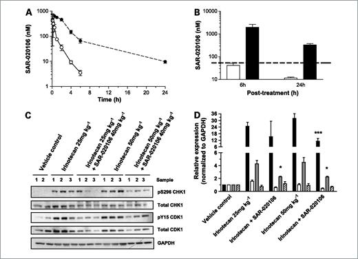 Figure 5. Pharmacokinetic properties and pharmacodynamic effects of SAR-020106 in combination with irinotecan in vivo. A, pharmacokinetics of SAR-020106 in nontumor-bearing BALB/c mice following 5 mg/kg i.p. bolus administration in plasma (○) and muscle tissue (•). Points, mean for three mice per time point; bars, SD. Drug concentrations and pharmacokinetic parameters were determined as described in Materials and Methods. B, concentrations of SAR-020106 occurring in plasma (white columns) and SW620 tumors (black columns) 6 and 24 h following initial drug administration. Dashed line, the IC50 concentration of SAR-020106 required for cellular G2 checkpoint abrogation determined in vitro. Tumor-bearing nude mice were given SAR-020106 (40 mg/kg i.p.) 1 h before a fixed dose of irinotecan (50 mg/kg i.p.). Columns, mean for three mice per time point; bars, SD. C, biomarker changes occurring in SW620 tumor xenografts from B 24h following treatment with either irinotecan alone or in combination with SAR-020106. Tumor-bearing animals were given either vehicle alone, irinotecan alone (25 or 50 mg/kg i.p.), or combined with a fixed dose of SAR-020106 (40 mg/kg i.p.) 1 h before irinotecan administration. Animals were sacrificed 6 or 24 h following initial drug treatment and tumors were recovered and snap frozen. Tumor protein expression was characterized by Western blotting using 50 μg samples per lane as described in Materials and Methods. Glyceraldehyde-3-phosphate dehydrogenase (GAPDH) was used as a loading control. Similar results were obtained in repeat experiments. D, densitometric quantification of the immunoblots shown in C. ▪, pS296 CHK1; □, total CHK1; , pY15 CDK1; and , total CDK1. Statistics: *, P < 0.05; ***, P < 0.001 significantly different from irinotecan treatment alone.