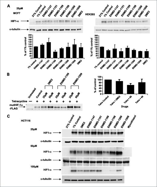 Figure 6. Effect of 2ME2 analogues on hypoxia-induced HIF-1α protein accumulation. A, cells were incubated at 1% oxygen in the presence of 25 μmol/L of 2ME2 analogues for 6 h and analyzed by immunoblotting. Representative Western blots (top). Densitometric analysis of three independent experiments was done by expressing the density of HIF-1α in the drug-treated samples, corrected for α-tubulin density, as a percentage of the hypoxia control sample (bottom). B, HEK293 cells with tetracycline-inducible expression of P402A/P564A mutant HIF-1α-FLAG (mutHIF-1α-FLAG) were transfected with pGL3-HRE. After 24 h, mutant HIF-1α expression was induced with 1 μg/mL of tetracycline for 6 h followed by measurement of mutHIF-1α-FLAG protein accumulation using immunoblotting with FLAG antibody and luciferase activity. C, HCT116 cells were incubated at 1% oxygen in the presence of 25, 50, and 100 μmol/L of 2ME2 analogues or 1 μmol/L of myxothiazol for 4 h.