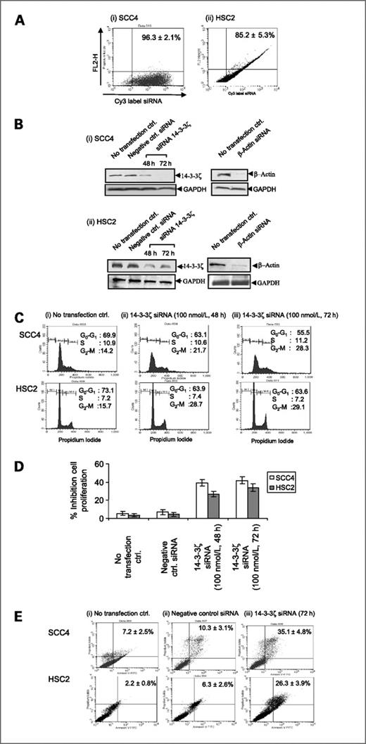 Figure 1. Head and neck cancer cells (SCC4/HSC2) were transfected with siRNA using Lipofectamine as described in Materials and Methods. A, transfection efficiency in SCC4 cells (96.3 ± 2.1%; i) and HSC2 cells (85.2 ± 5.3%; ii). B, Western blot analysis of 14-3-3ζ showed a significant decrease (>70%) in both SCC4 (i) and HSC2 cells (ii). siRNA targeting β-actin was used as a positive control, whereas GAPDH served as a loading control. C, cell cycle analysis (using adherent cells only) showed increased G2-M fraction in 72 h in both SCC4 (28.3 ± 2.9%) and HSC2 (29.1 ± 3.6%; P < 0.05) cells transfected with siRNA targeting 14-3-3ζ in comparison with no transfection controls. D, MTT assay showed inhibition of cell proliferation in SCC4 (*, P < 0.001) and HSC2 (**, P < 0.01) cells in 48 to 72 h. E, Annexin V assay revealed apoptosis in SCC4 cells [i, no transfection controls (7.2 ± 2.5%); ii, negative control siRNA (10.3 ± 3.1%); iii, siRNA1 targeting 14-3-3ζ in 72 h (35.1 ± 4.8%)] and HSC2 cells [i, no transfection controls (22 ± 0.8%); ii, negative control siRNA (6.3 ± 2.6%); iii, siRNA1 targeting 14-3-3ζ in 72 h (26.3 ± 3.9%)].