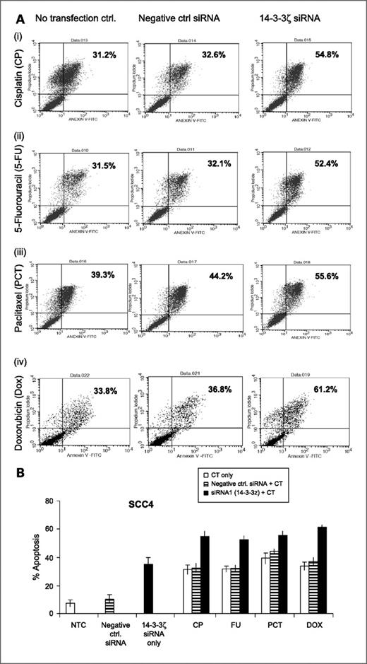 Figure 4. Annexin V assay was carried out to evaluate apoptosis. SCC4/HSC2 cells transfected with siRNA were treated with cisplatin (50 μmol/L)/5-FU (50 μmol/L)/paclitaxel (0.5 μmol/L)/doxorubicin (5 μmol/L) as described in Materials and Methods. Annexin V and PI labeling was done following the manufacturer's instructions. A and C show apoptosis (%) in (1) no transfection control cells treated with chemotherapeutic agents cisplatin (i), 5-FU (ii), paclitaxel (iii), and doxorubicin (iv); (2) cells transfected with negative control siRNA for 24 h followed by treatment with chemotherapeutic agents cisplatin (i), 5-FU (ii), paclitaxel (iii), and doxorubicin (iv) showing no significant difference from no transfection controls; and (3) SCC4/HSC2 cells transfected with siRNA followed by treatment with chemotherapeutic agents cisplatin (i), 5-FU (ii), paclitaxel (iii), and doxorubicin (iv) showing significant increase in apoptosis (P < 0.005) in SCC4 (A) and HSC2 (C) cells. B and D, bar graph showing comparative analysis of % apoptosis in no transfection controls, cells transfected with negative control siRNA, siRNA targeting 14-3-3ζ only and that induced by chemotherapeutic agents (cisplatin/5-FU/paclitaxel/doxorubicin) in no transfection control, negative control siRNA, and 14-3-3ζ siRNA transfectants.