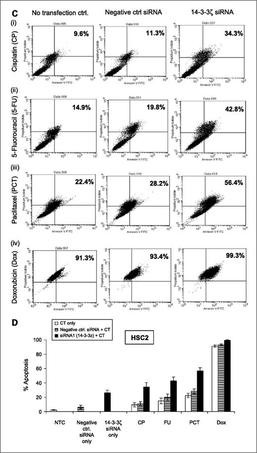 Figure 4. Annexin V assay was carried out to evaluate apoptosis. SCC4/HSC2 cells transfected with siRNA were treated with cisplatin (50 μmol/L)/5-FU (50 μmol/L)/paclitaxel (0.5 μmol/L)/doxorubicin (5 μmol/L) as described in Materials and Methods. Annexin V and PI labeling was done following the manufacturer's instructions. A and C show apoptosis (%) in (1) no transfection control cells treated with chemotherapeutic agents cisplatin (i), 5-FU (ii), paclitaxel (iii), and doxorubicin (iv); (2) cells transfected with negative control siRNA for 24 h followed by treatment with chemotherapeutic agents cisplatin (i), 5-FU (ii), paclitaxel (iii), and doxorubicin (iv) showing no significant difference from no transfection controls; and (3) SCC4/HSC2 cells transfected with siRNA followed by treatment with chemotherapeutic agents cisplatin (i), 5-FU (ii), paclitaxel (iii), and doxorubicin (iv) showing significant increase in apoptosis (P < 0.005) in SCC4 (A) and HSC2 (C) cells. B and D, bar graph showing comparative analysis of % apoptosis in no transfection controls, cells transfected with negative control siRNA, siRNA targeting 14-3-3ζ only and that induced by chemotherapeutic agents (cisplatin/5-FU/paclitaxel/doxorubicin) in no transfection control, negative control siRNA, and 14-3-3ζ siRNA transfectants.