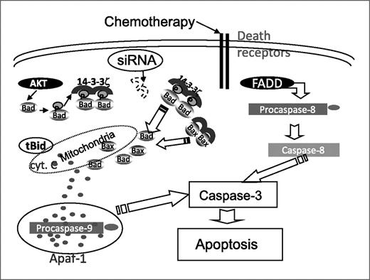 Figure 6. Hypothetical model for increased efficacy of chemotherapeutic agents in 14-3-3ζ–depleted head and neck cancer cells. In the absence of 14-3-3ζ, proapoptotic proteins Bad and Bax accumulate on outer mitochondrial membrane, altering its membrane potential. This releases cytochrome c (Cyt. c) in the cytoplasm, thereby leading to apoptosis via activation of procaspase-9. Treatment of 14-3-3ζ–depleted head and neck cancer cells with chemotherapeutic agents (cisplatin, 5-FU, paclitaxel, or doxorubicin) further enhances apoptosis through both intrinsic and extrinsic pathways.