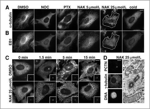 Figure 3. Nakiterpiosin (NAK) suppresses microtubule dynamics in interphase cells. A and B, HeLa cells were treated for 2 hours with DMSO, 5 μg/mL nocodazole (NOC), 1 μmol/L paclitaxel (PTX), 5 or 25 μmol/L NAK, or cooled on ice for 30 min (cold). The cells were then fixed and labeled for α-tubulin (A) and EB1 (B). Bar, 10 μm. A, in 25 μmol/L NAK, microtubules no longer originated from the centrosomes and became shorter (the cell border is outlined with dash lines), whereas 5 μmol/L NAK and DMSO showed little or no effect. B, EB1 was concentrated at the tips of microtubules in DMSO but not in 25 μmol/L NAK, suggesting NAK suppresses microtubule dynamics. C, centrosome-mediated microtubule regrowth is inhibited by 25 μmol/L NAK. HeLa cells were cooled on ice for 30 minutes to depolymerize microtubules and incubated on ice for 30 minutes with DMSO or 25 μmol/L NAK (0 min). The cells were then warmed to 37°C, fixed at the indicated time points and double-labeled for α-tubulin and pericentrin (insets). Bar, 10 μm. D, NAK does not alter centrosome organization. HeLa cells treated for 2 hours with 25 μmol/L NAK were either immunolabeled for pericentrin (PCTN), γ-tubulin, and DNA (left panels; bar, 10 μm) or analyzed by EM (right panel; bar, 200 nm).