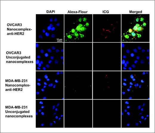 Figure 2. Fluorescence optical images of HER2-positive OVCAR3 cells with nanocomplex–anti-HER2 conjugates (top) showing nuclei stained with DAPI (blue) cytoplasm stained with secondary antibody–Alexa Fluor 488 (green), near-IR fluorescence from indocyanine green doped in silica layer of nanocomplexes (red), and merged image showing the nanocomplex–anti-HER2 conjugates binding outside the cell membrane. Fluorescence images of OVCAR3 cells with the control unconjugated nanocomplexes are in the second row. Fluorescence images of low HER2 expressing MDA-MB-231 cells with nanocomplex–anti-HER2 conjugates and the control are in the third and fourth rows. Some nonspecific binding to the extracellular matrix was observed for MDA-MB-231 cells incubated with the nanocomplex–anti-HER2 conjugates. ICG, indocyanine green. Original magnification, ×400. Scale bar, 10 μm for all panels.