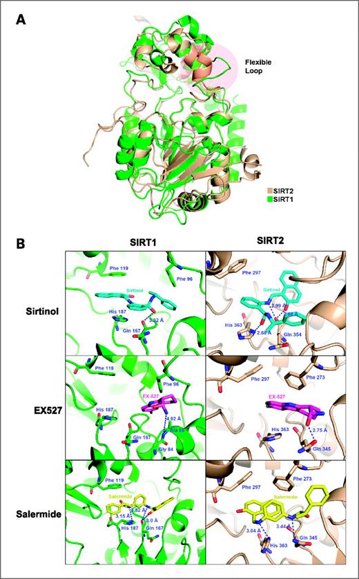 SIRT Inhibitors Induce Cell Death and p53 Acetylation through Targeting ...