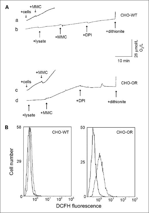 Figure 4. MMC-induced oxygen consumption and intracellular ROS production in CHO cells. A, stimulation of oxygen consumption in CHO-WT and CHO-OR cells by MMC. A Clark oxygen electrode was used to measure oxygen use in CHO cell lysates (tracings b and d) and intact CHO cells (tracings a and c). Arrows, the addition of lysates or cells, 0.5 mmol/L MMC, 10 μmol/L diphenyleneiodonium, and several grains of sodium dithionite. B, ROS production in intact CHO-WT and CHO-OR cells. DCFH-DA was used to quantify intracellular ROS generation. Cells were incubated with 5 μmol/L DCFH-DA at 37°C for 15 min and then incubated in the absence (solid lines) or presence (dashed lines) of 0.5 mmol/L MMC. After 3 h, cellular fluorescence was analyzed by flow cytometry. One representative experiment is shown. The mean fluorescence of the CHO-WT control peak was 0.32 ± 0.01 (mean ± SEM, n = 3) and 0.43 ± 0.03 after MMC treatment. For CHO-OR cells, the mean fluorescence of the control peak was 0.39 ± 0.00 and 1.50 ± 0.09 after MMC treatment.