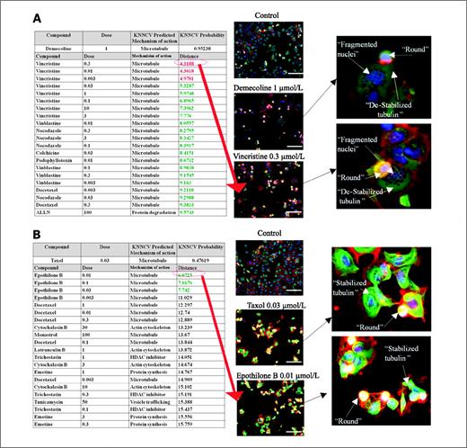 Figure 4. kNN clustering by MOA. A kNN nearest neighbor classifier was incorporated into an automatic interactive user interface to identify similar phenotypic response and predict MOA based on similarity between multiparametric image signatures of test compounds with that of a reference library of compounds. A, output of kNN analysis (MCF7-wt cells) to 1 μmol/L Demecoline (24 h). B, output of kNN analysis to 0.03 μmol/L paclitaxel (24 h). The user interface displays the tested compound and its active dose; it also displays the compound's predicted MOA and the probability of this based on the prevalent MOA of its 21 nearest neighbors. It next displays the 21 nearest neighbors of the tested compound along with their dose and known MOA. Finally, it displays and ranks similarity based on the Euclidean distance from the selected test compounds: the smaller the distance, the closer in phenotypic readout to the test compound. Associated images were collected to validate results. Scale bars, 100 μm.