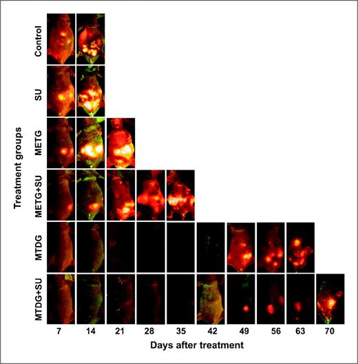 Figure 4. Serial whole-body fluorescence imaging of live mice during chronic therapy. These are typical images of this study. The survival of mice treated with gemcitabine on the MTD schedule was most favorable, but treatment had to be discontinued on treatment day 52 because of toxicity, after which tumor progression led to death. Each treatment depicts serial whole-body images of one representative animal from each 10-mouse group.