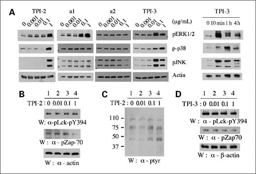 Figure 2. TPI-2 and TPI-3 selectively increase MKP1 phosphosubstrates in Jurkat cells in vitro. A, Jurkat cells were treated with TPI-2 or the analogues at different doses for 10 min. Total cell lysates were analyzed by Western blotting for MKP1 phosphosubstrates (left). Jurkat cells treated with TPI-3 (1 μg/mL) for 0 to 4 h were also analyzed similarly (right). B and C, Jurkat cells were treated with TPI-2 for 10 min and then analyzed by Western blotting with antibodies for SHP-1 phosphosubstrates (B) or total cellular phospho-tyrosine proteins (C). D, Jurkat cells treated with TPI-3 were analyzed by Western blotting for SHP-1 phosphosubstrates.