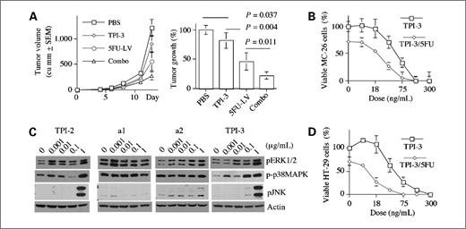 Figure 6. TPI-3 positively interacts with 5FU/LV against MC-26 colon cancer tumors in mice and increases MKP1 phosphosubstrates in MC-26 cells. A, BALB/c mice bearing 4-d established MC-26 tumors were treated with vehicle control, TPI-3 (10 mg/kg, orally M-F/wk), 5FU/LV (50–100 mg/kg, s.c., 5 d/wk), or the combination. Tumor volumes (n = 5) were recorded (left). Tumor volumes at the end of the study were analyzed for assessing statistical significance (right). B, MC-26 cells were cultured with differential doses of TPI-3 in the absence or presence of 5FU (2 μmol/L) for 3 d. The cells were allowed to grow for 4 d after washing and evaluated for viable cells by MTT assays (mean ± SD of triplicates). C, MC-26 cells were cultured in the absence or presence of TPI-2, a1, a2, or TPI-3 for 10 min. Total cell lysates were harvested and analyzed by Western blotting with antibodies as indicated. The blots represent two replicates. D, HT-29 cells were cultured with differential doses of TPI-3 in the absence or presence of 5FU (2 μmol/L) for 3 d. The cells were allowed to grow for 4 d after washing and evaluated for viable cells by MTT assay (mean ± SD of triplicates).