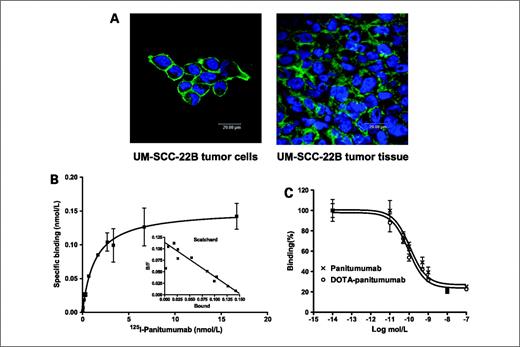 Figure 1. A, immunofluorescence staining of UM-SCC-22B tumor cells and tissues for EGFR using panitumumab as the primary antibody. B, saturation binding of 125I-panitumumab on UM-SCC-22B cells. C, in vitro inhibition of 125I-panitumumab binding to EGFR on UM-SCC-22B human head and neck cancer cells by DOTA-panitumumab and panitumumab. Points, mean (n = 3); bars, SD.