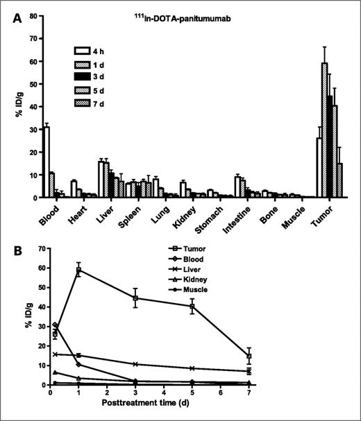 Figure 2. A, biodistribution of 111In-DOTA-panitumumab in BALB/c nude mice bearing UM-SCC-22B tumors at 4 h, 1 d, 3 d, 5 d, and 7 d after injection. Columns, mean % ID/g (n = 4); bars, SD. B, the time–% ID/g uptake of 111In-DOTA-panitumumab in tumor, blood, liver, kidney, and muscle. Points, mean (n = 4); bars, SD. Data were obtained from A.