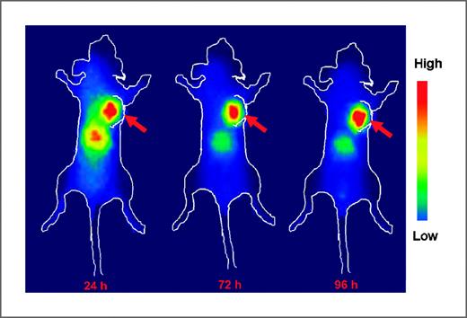 Figure 3. Representative γ-images of BALB/c nude mice bearing the UM-SCC-22B human head and neck xenografts administered ∼13 MBq 111In-DOTA-panitumumab at 1, 3, and 4 d after injection. Arrows indicate the location of tumors (n = 2 per group).