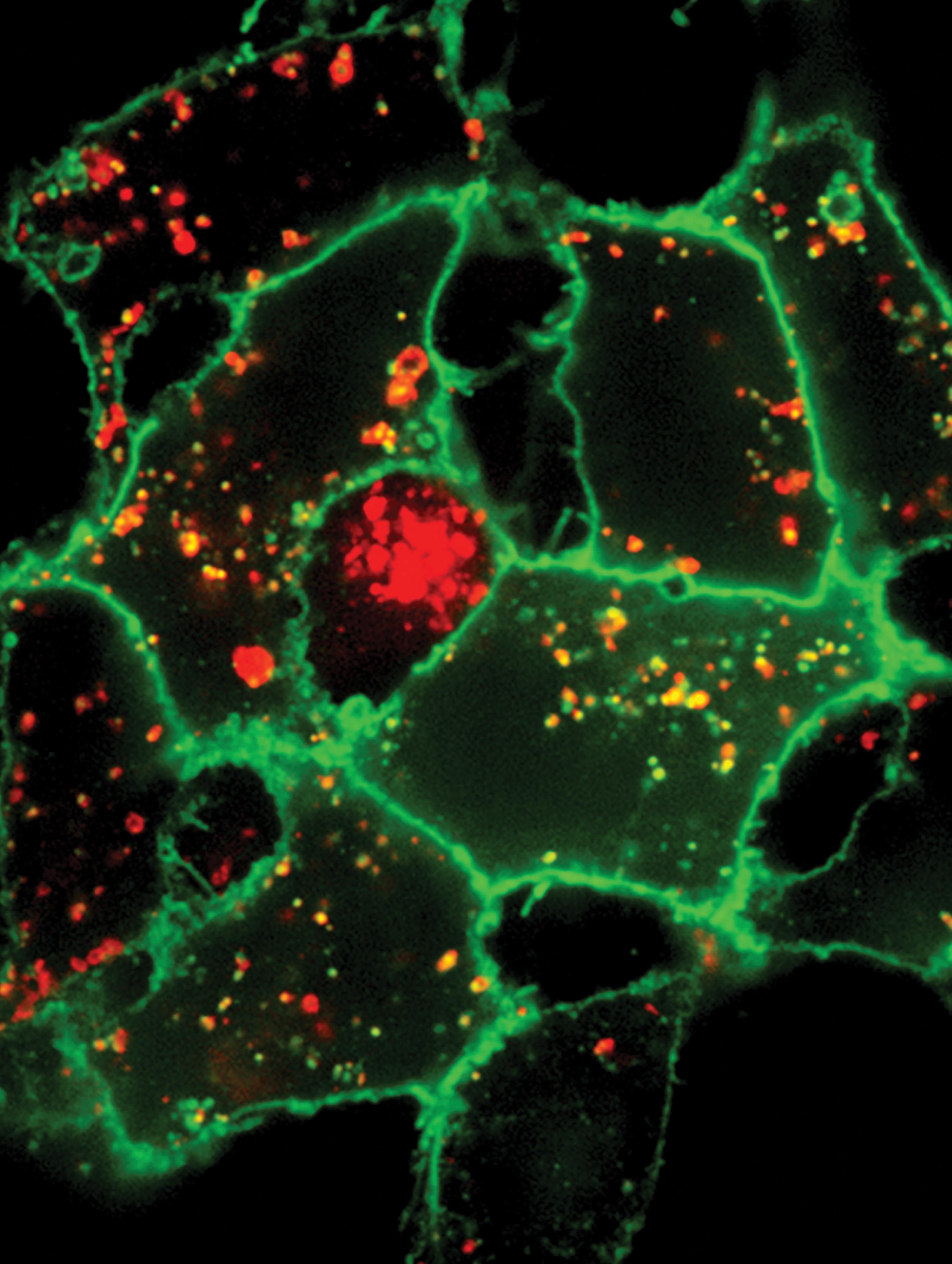 Issue cover image