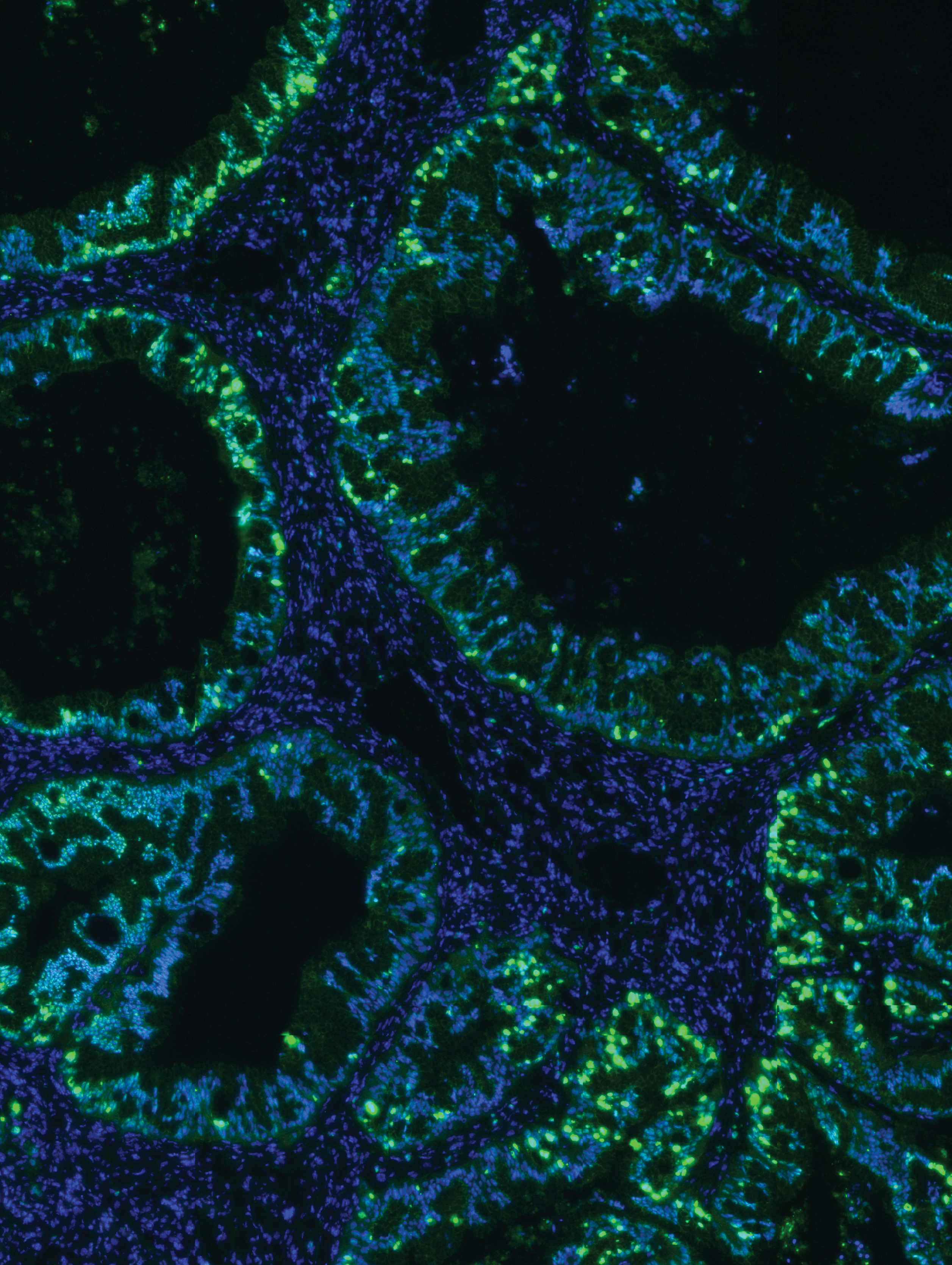Issue cover image
